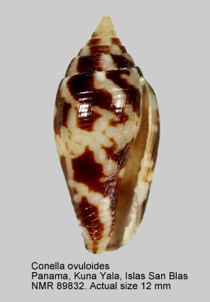 Conella ovuloides.jpg - Conella ovuloides (C.B.Adams,1850)